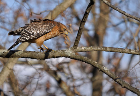 Red Shouldered Hawk